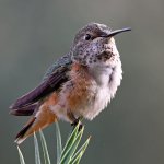 Hummer20.jpg