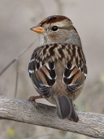 Sparrow.jpg