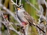 Sparrow7.jpg