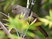 Towhee2.jpg
