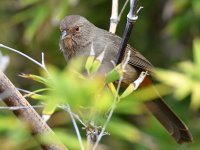 Towhee.jpg