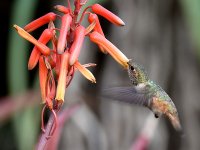 Hummer22.jpg