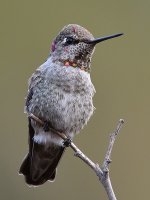 Hummer5.jpg