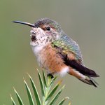 Hummer9.jpg