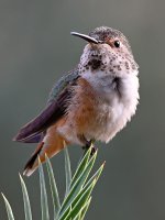 Hummer21.jpg