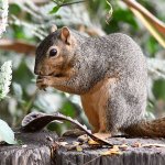 Squirrel2.jpg