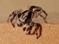 Spider.jpg