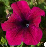 Purple Petunia 10-15-2016.jpg