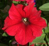 Red Petunias 10-15-2016.jpg