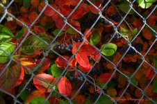 Berries on a Bush  #2 10-15-2016.jpg