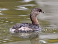 Grebe.jpg