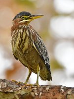 GreenHeron3.jpg