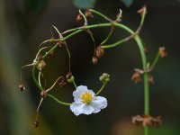 WhiteFlower.jpg