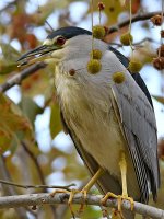 BlackHeron5.jpg