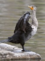 Cormorrant.jpg