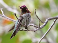 Hummer.jpg