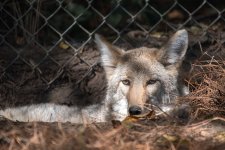 Chattanooga Zoo-.jpg