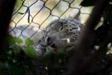 Chattanooga Zoo--8.jpg