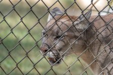 Chattanooga Zoo--12.jpg