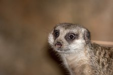 Chattanooga Zoo--3.jpg