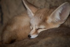 Chattanooga Zoo--4.jpg