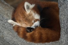 Chattanooga Zoo--7.jpg