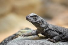 Chattanooga Zoo--2.jpg