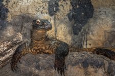 Chattanooga Zoo--6.jpg