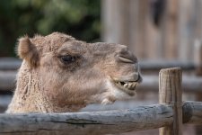 Chattanooga Zoo-2574.jpg