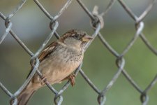 Chattanooga Zoo--14.jpg