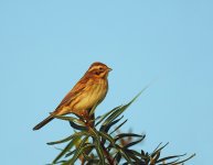 DSCN4511.jpg