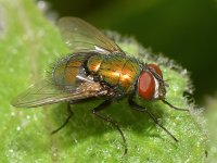 Fly.jpg