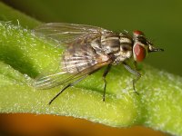 Fly2.jpg