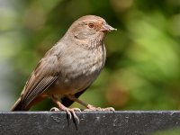 Towhee.jpg