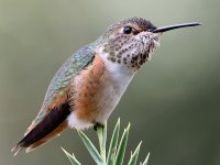 Hummer5.jpg