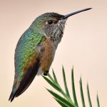 Hummer10.jpg