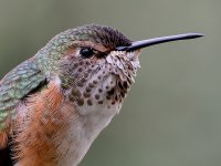 Hummer12.jpg