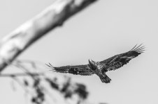 DSC_5133-2.jpg