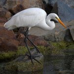 Egret4.jpg
