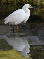 Egret5.jpg