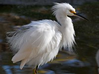 Egret10.jpg