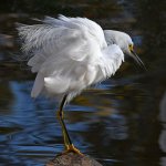 Egret11.jpg