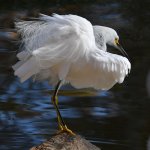 Egret7.jpg