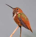 Hummer2.jpg
