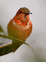 Hummer9.jpg
