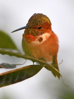 Hummer11.jpg
