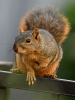 Squirrel.jpg
