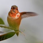 Hummer.jpg
