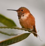 Hummer5.jpg