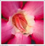 flower-white.jpg